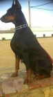 Proxima camada cachorros dobermann - mejor precio | unprecio.es