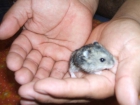 regalo hamsters rusos - mejor precio | unprecio.es