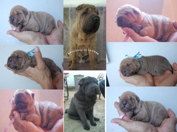 shar pei,sharpei isabelas (canelas con genes azules)