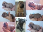 shar pei,sharpei isabelas (canelas con genes azules) - mejor precio | unprecio.es