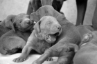 Vendo Braco de Weimar - Weimaraner - mejor precio | unprecio.es