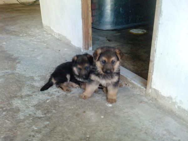 Vendo cachorros  de Pastor Alemán