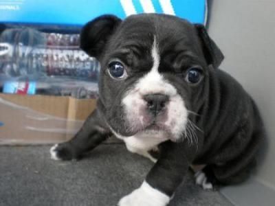 Bulldog Frances