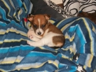 CACHORRITOS DE 1 MES EN ADOPCION - mejor precio | unprecio.es
