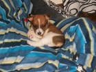 CACHORRITOS DE 1 MES EN ADOPCION - mejor precio | unprecio.es