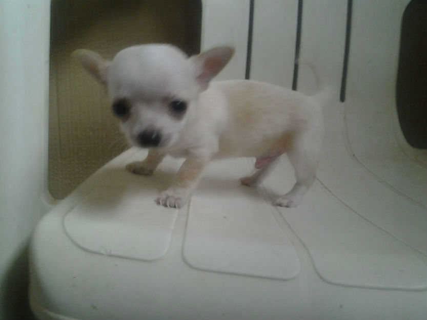 Chihuahuas Cachorritos Machitos
