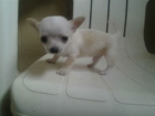 Chihuahuas Cachorritos Machitos"MINIS" - mejor precio | unprecio.es