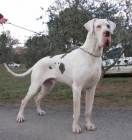dogos alemanes - mejor precio | unprecio.es