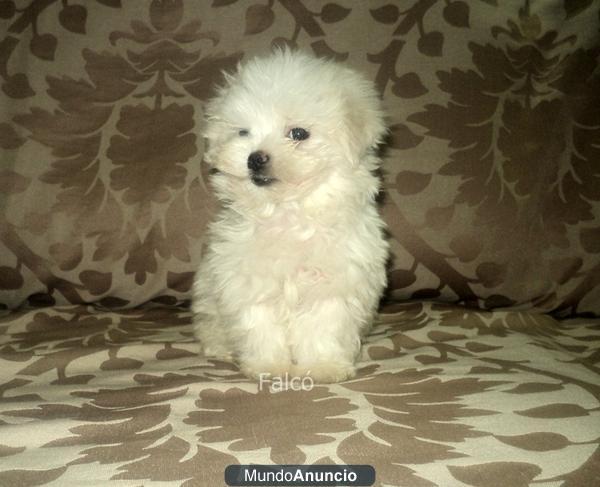 Excelente - cachorro Bichon Maltes...mini