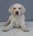 LABRADOR RETRIEVER, excelentes cachorros 200 - mejor precio | unprecio.es