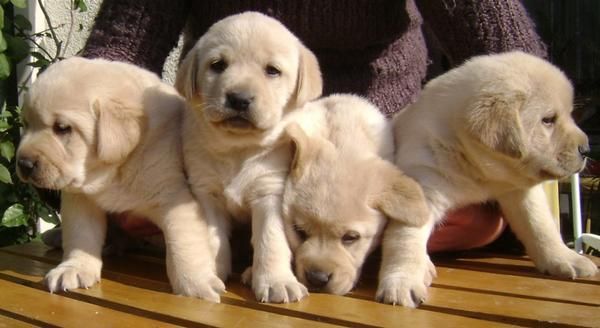 LABRADORES CAMADA DE CACHORROS CON INCREIBLES ANGULACIONES