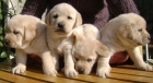 LABRADORES CAMADA DE CACHORROS CON INCREIBLES ANGULACIONES - mejor precio | unprecio.es