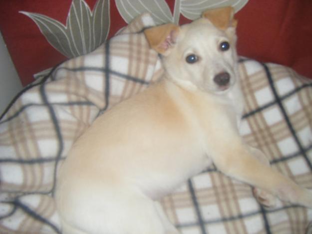 Perrita encontrada en la basura.