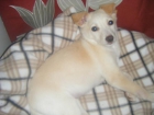 Perrita encontrada en la basura. - mejor precio | unprecio.es