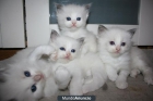 RAGDOLL GATITOS EN VENTA - mejor precio | unprecio.es