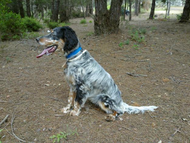 SETTER INGLES HEMBRA TRICOLOR 8 MESES