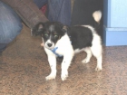 Bahia, cachorrita tamaño pequeño - mejor precio | unprecio.es