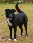 Border Collie - mejor precio | unprecio.es