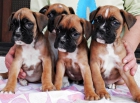 Cachorritos de boxer - mejor precio | unprecio.es