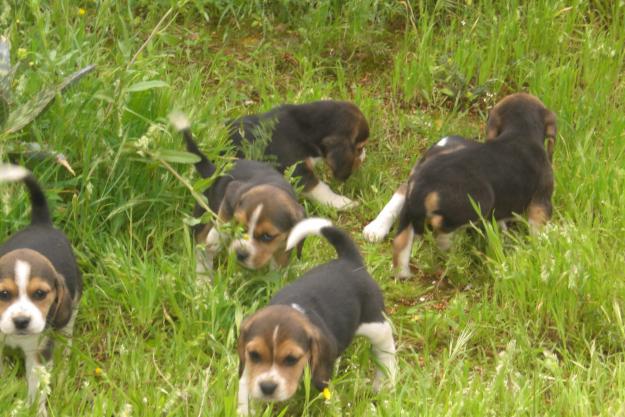 CACHORROS DE BEAGLE TRICOLOR