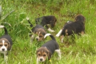 CACHORROS DE BEAGLE TRICOLOR - mejor precio | unprecio.es