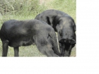 Cachorros pastor aleman negro solido - mejor precio | unprecio.es