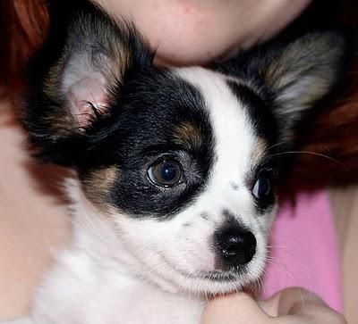 chihuahuha adorable cachorro disponible
