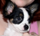 chihuahuha adorable cachorro disponible - mejor precio | unprecio.es