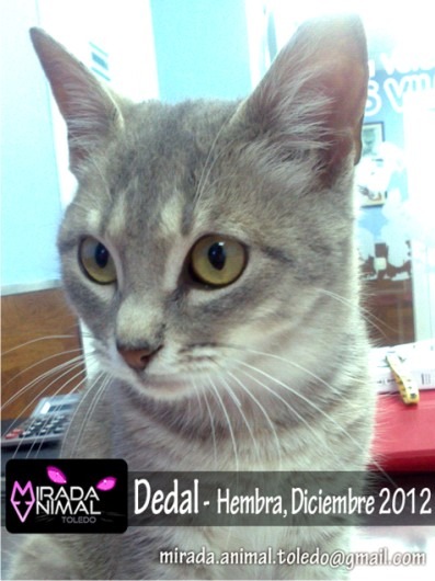 Dedal gatita de 4 meses en adopcion madrid