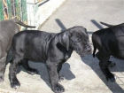DOGOS ALEMANES LINEAS DE AZUL CON 2 MESES FOTOS REALES - mejor precio | unprecio.es