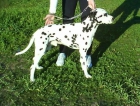 Macho dalmata para montas - mejor precio | unprecio.es