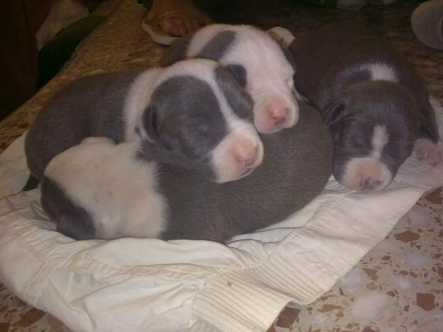 vendo cachorros de american staffordshire terrier gris azulado