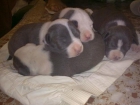 vendo cachorros de american staffordshire terrier gris azulado - mejor precio | unprecio.es