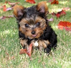 Yorkshire Terrier macho 95er - mejor precio | unprecio.es