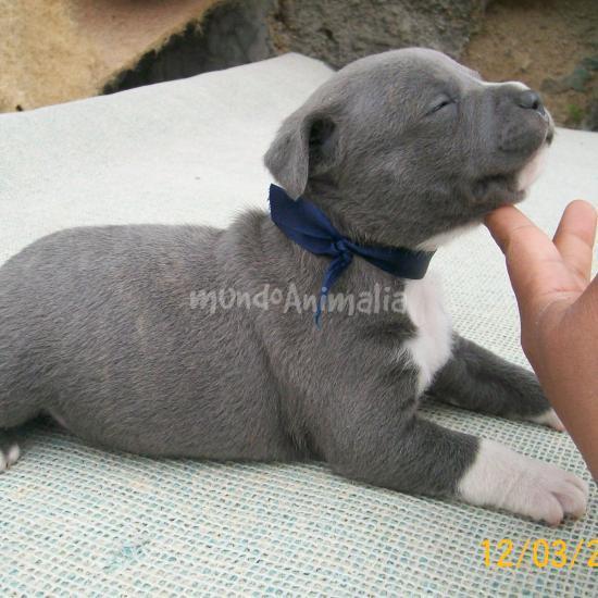 ADOPTO CACHORRO Stanford ingles / Staffordshire bull terrier – Tenerife