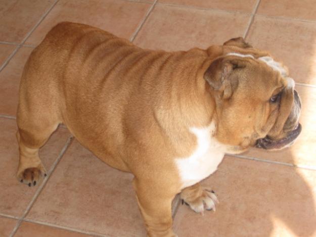 Bulldog ingles monta murcia