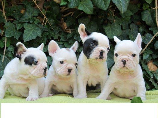 cachorros de bulldog frances
