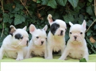cachorros de bulldog frances - mejor precio | unprecio.es