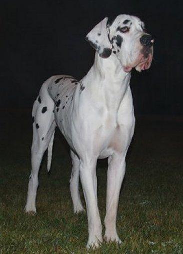 Cachorros de Dogo Aleman