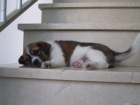 Doby, cachorro tamaño pequeño-mediano en adopcion - mejor precio | unprecio.es