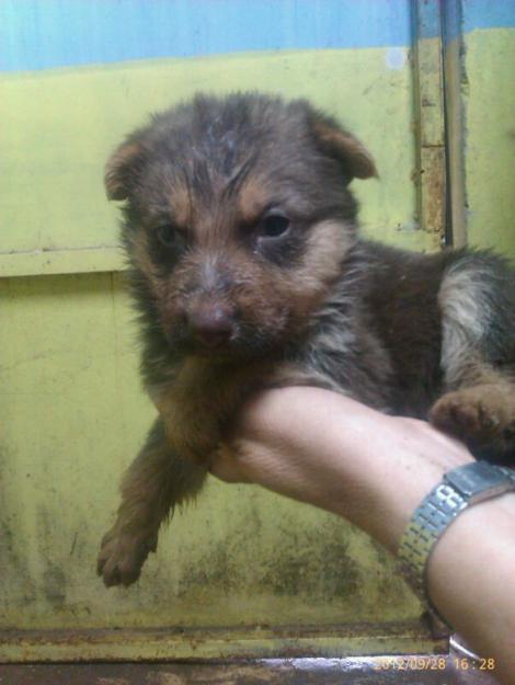 extraordinarios cachorros de pastor aleman