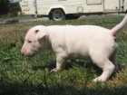 Regalo bull terrier - puntales - Cádiz - mejor precio | unprecio.es