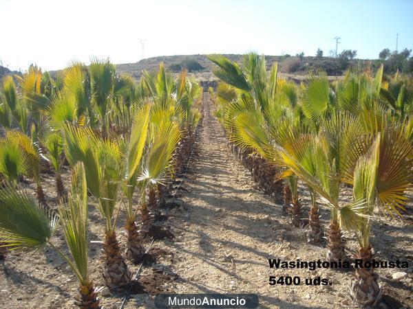 Venta Wasingtonia R. Trachycarpus F, Chamaerops H.  Phoenix C.