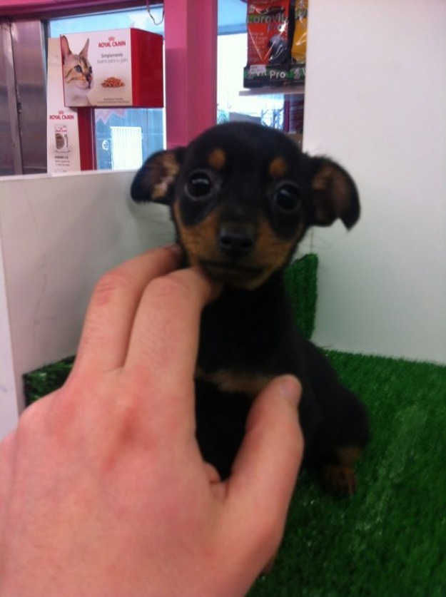 Minipincher(sólo hembra) 340 €