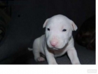 ADORABLE CACHORRO BULL TERRIER - mejor precio | unprecio.es