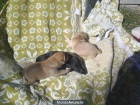 BUSCAMOS HOGAR PARA CACHORROS PRECIOSOS - mejor precio | unprecio.es