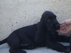 Cachorro Cocker Spaniel - Negro - mejor precio | unprecio.es