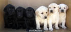 CACHORROS LABRADORES NEGROS 160€ - mejor precio | unprecio.es