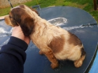 cachorros spaneul breton con loe - mejor precio | unprecio.es