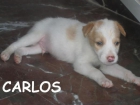 Carlos, cachorrito de mes y medio - mejor precio | unprecio.es